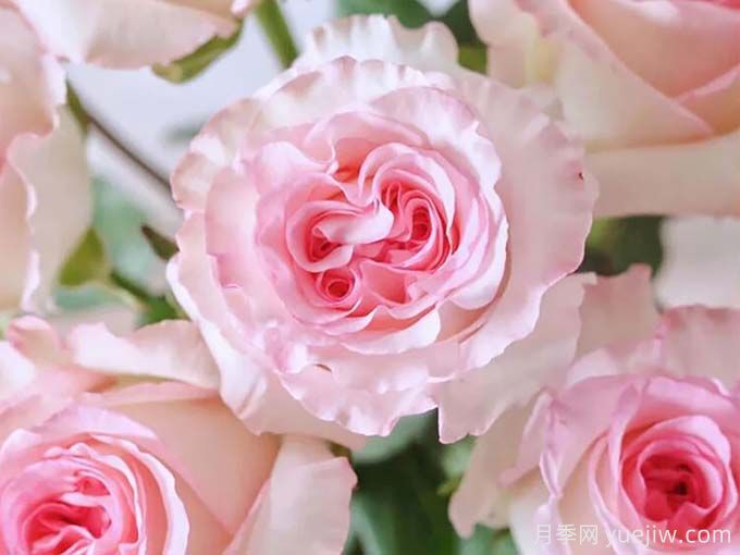 洛神月季,玫瑰中的浪漫神话(图1) 洛神月季,玫瑰中的浪漫神话(图1)