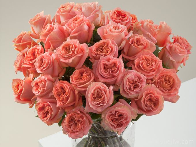 狂野精灵月季/狂野精神(图1)