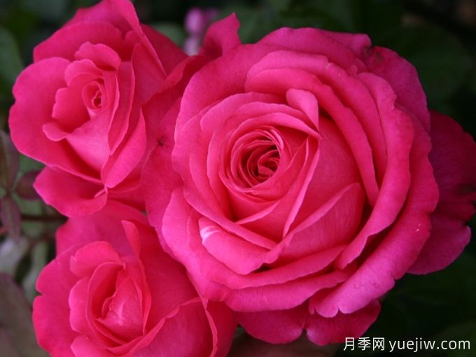 非常女士月季/简单萨曼莎(图3) 非常女士月季/简单萨曼莎(图3)