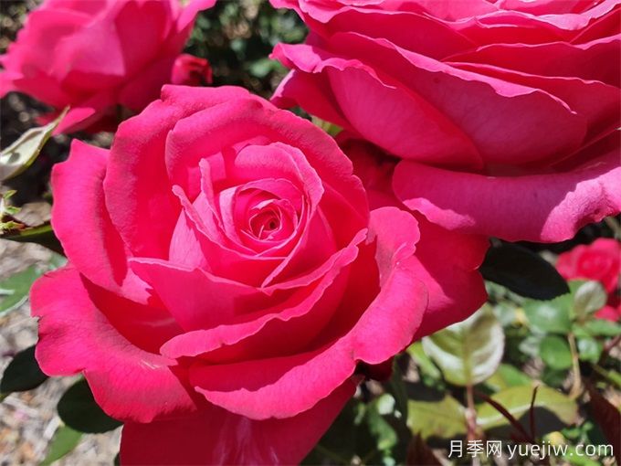 非常女士月季/简单萨曼莎(图1) 非常女士月季/简单萨曼莎(图1)