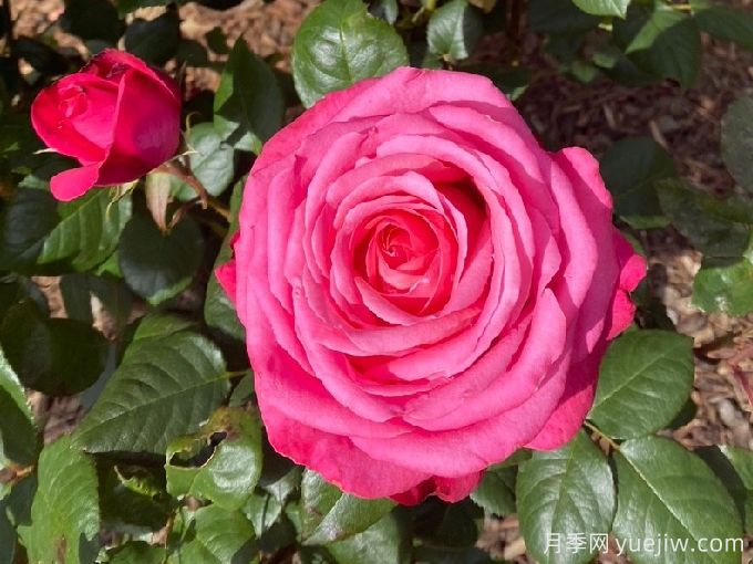 非常女士月季/简单萨曼莎(图2) 非常女士月季/简单萨曼莎(图2)