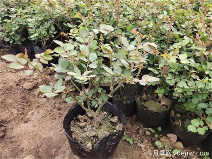 月季苗上盆一个月不见长?选苗与上盆很关键(图2) 月季苗上盆一个月不见长?选苗与上盆很关键(图2)