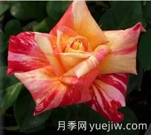 中国自育月季品种：杂种香水月季(图1)