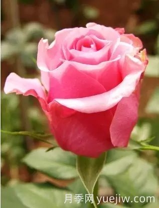 中国自育月季品种：杂种香水月季(图9)