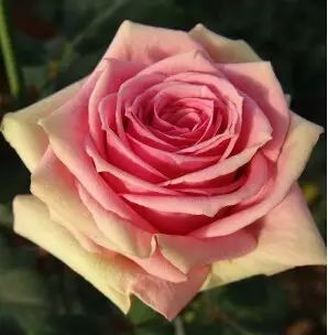 中国自育月季品种：杂种香水月季(图14)