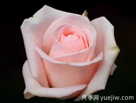 中国自育月季品种：杂种香水月季(图12)