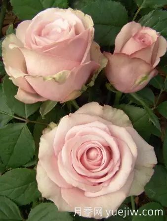 中国自育月季品种：杂种香水月季(图27)