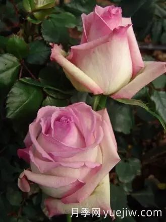 中国自育月季品种：杂种香水月季(图39)