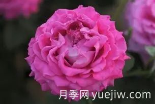 中国自育月季品种：杂种香水月季(图37)