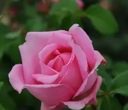 中国自育月季品种：杂种香水月季(图52)