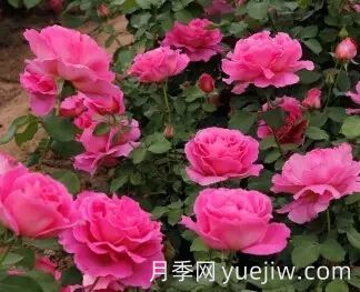 中国自育月季品种：杂种香水月季(图51)