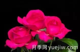 中国自育月季品种：杂种香水月季(图50)