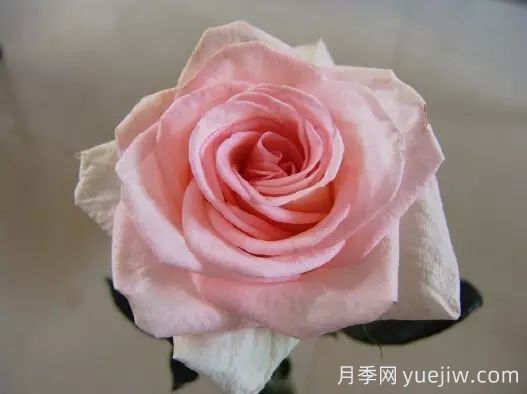 中国自育月季品种：杂种香水月季(图60)