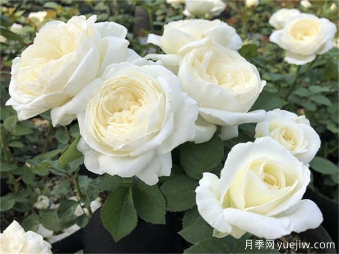 盘点10款白色系月季,不容错过的经典(图1) 盘点10款白色系月季,不容错过的经典(图1)