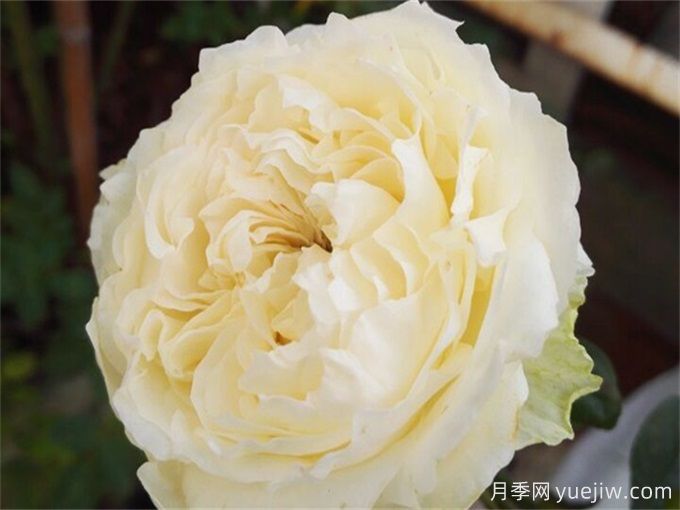 盘点10款白色系月季,不容错过的经典(图2) 盘点10款白色系月季,不容错过的经典(图2)