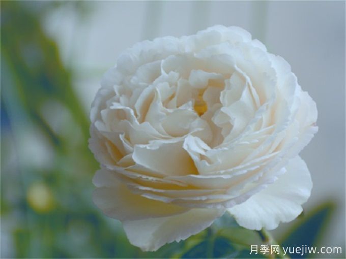 盘点10款白色系月季,不容错过的经典(图3) 盘点10款白色系月季,不容错过的经典(图3)