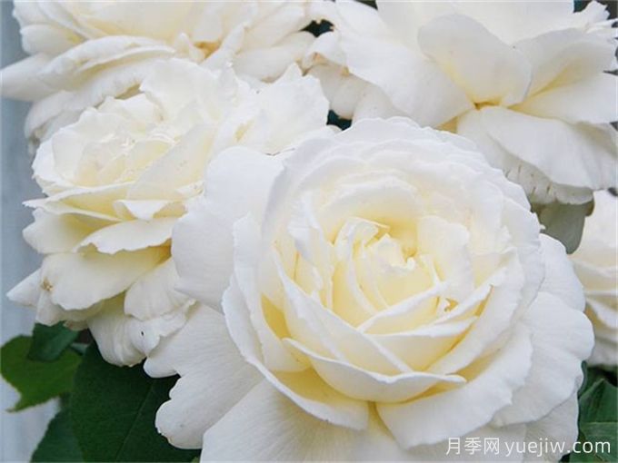 盘点10款白色系月季,不容错过的经典(图4) 盘点10款白色系月季,不容错过的经典(图4)