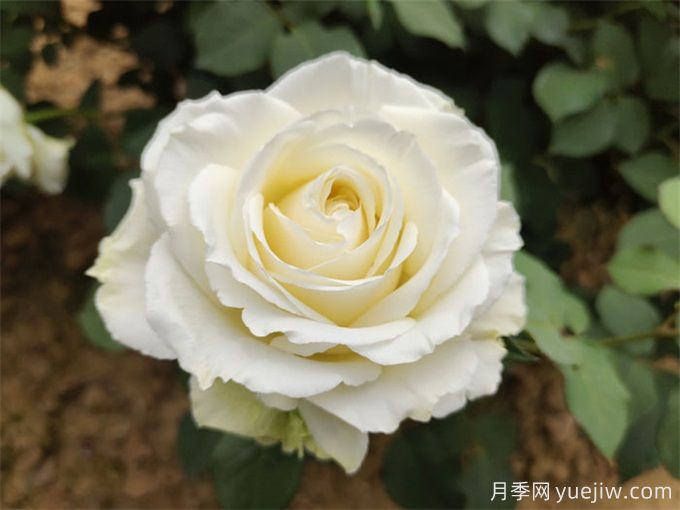 盘点10款白色系月季,不容错过的经典(图5) 盘点10款白色系月季,不容错过的经典(图5)