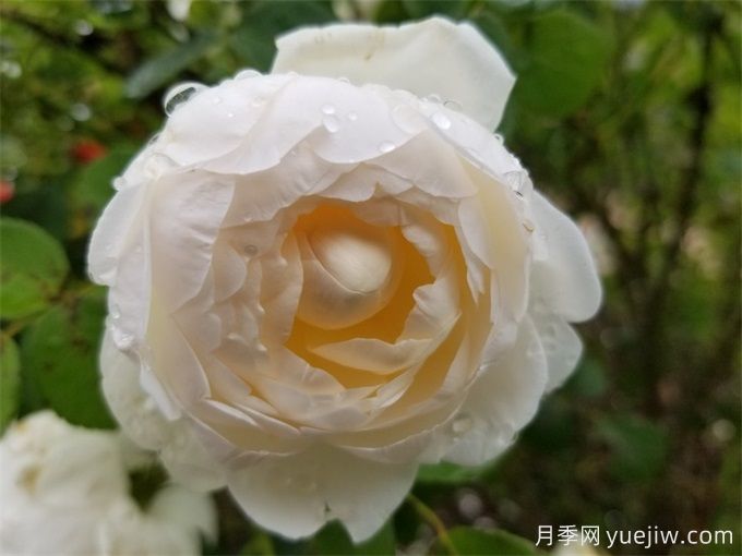 盘点10款白色系月季,不容错过的经典(图6) 盘点10款白色系月季,不容错过的经典(图6)