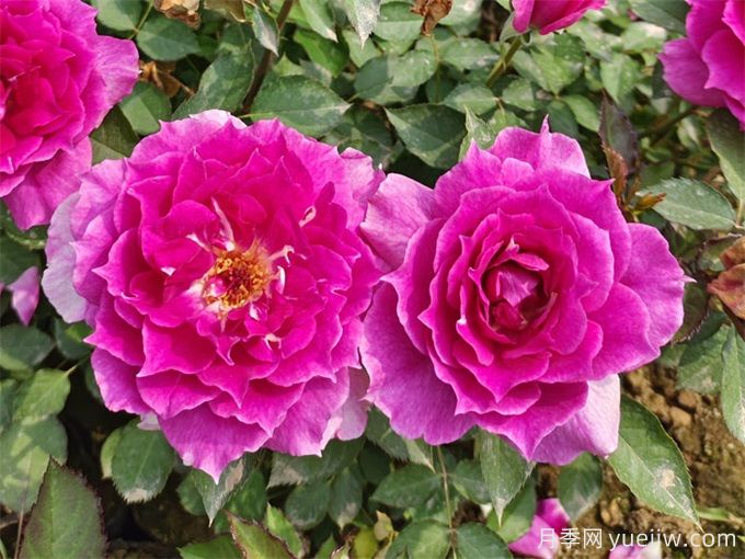 12个新手必备月季品种,有阳台盆栽和庭院地栽(图1) 12个新手必备月季品种,有阳台盆栽和庭院地栽(图1)