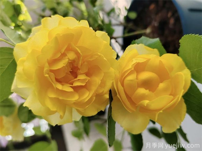 12个新手必备月季品种,有阳台盆栽和庭院地栽(图2) 12个新手必备月季品种,有阳台盆栽和庭院地栽(图2)