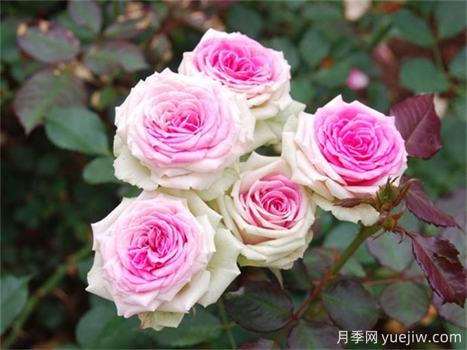 12个新手必备月季品种,有阳台盆栽和庭院地栽(图4) 12个新手必备月季品种,有阳台盆栽和庭院地栽(图4)