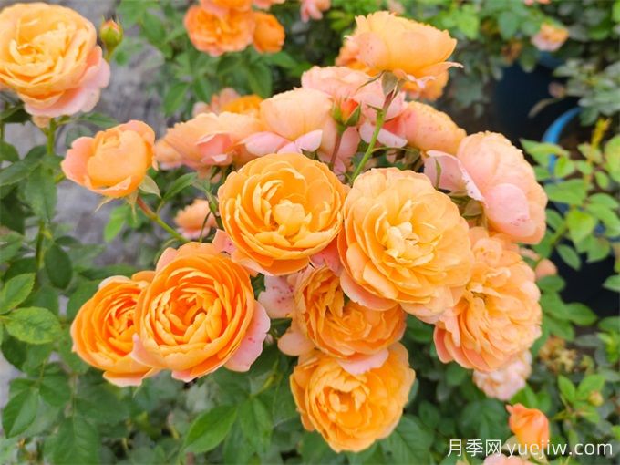 12个新手必备月季品种,有阳台盆栽和庭院地栽(图5) 12个新手必备月季品种,有阳台盆栽和庭院地栽(图5)