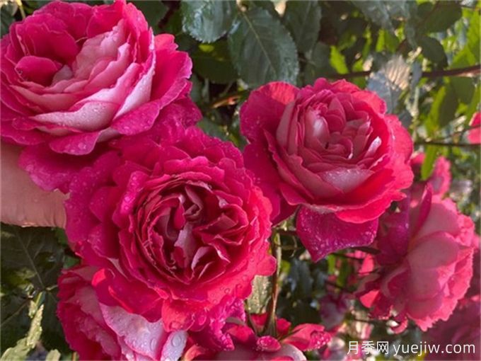 12个新手必备月季品种,有阳台盆栽和庭院地栽(图6) 12个新手必备月季品种,有阳台盆栽和庭院地栽(图6)
