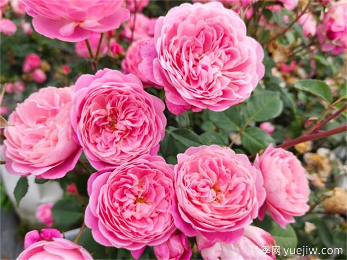 12个新手必备月季品种,有阳台盆栽和庭院地栽(图8) 12个新手必备月季品种,有阳台盆栽和庭院地栽(图8)