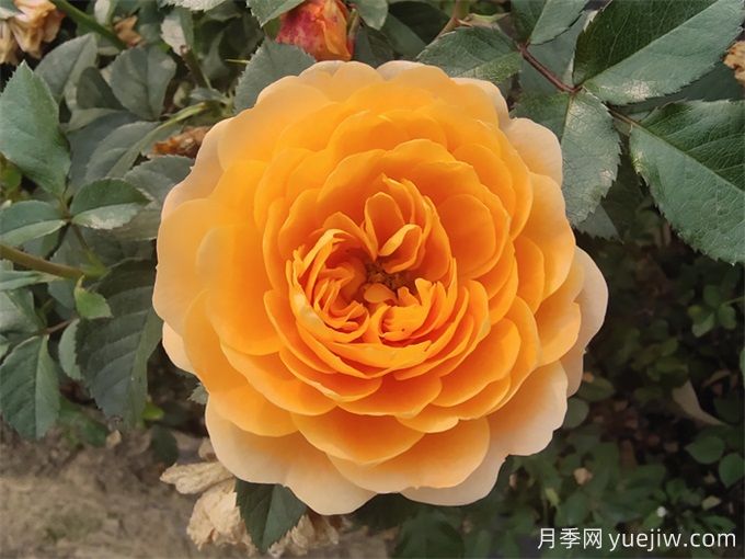 蕞适合阳台养的10种月季,开花超级多!(图1) 最适合阳台养的10种月季,开花超级多!(图1)