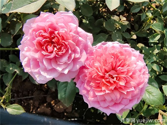 蕞适合阳台养的10种月季,开花超级多!(图2) 最适合阳台养的10种月季,开花超级多!(图2)