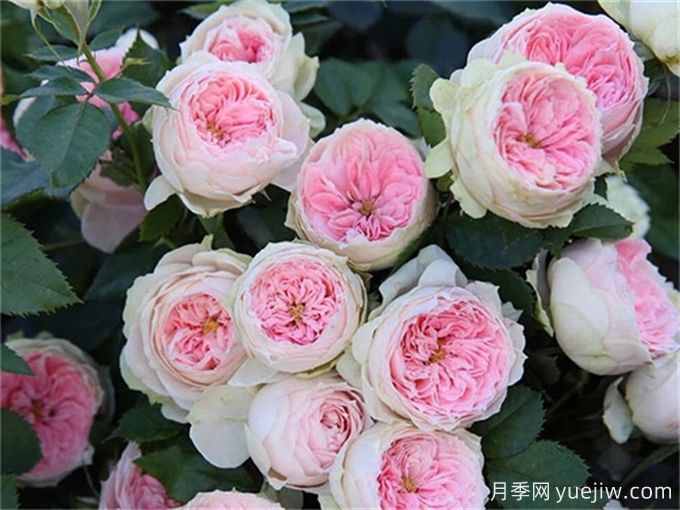 蕞适合阳台养的10种月季,开花超级多!(图3) 最适合阳台养的10种月季,开花超级多!(图3)