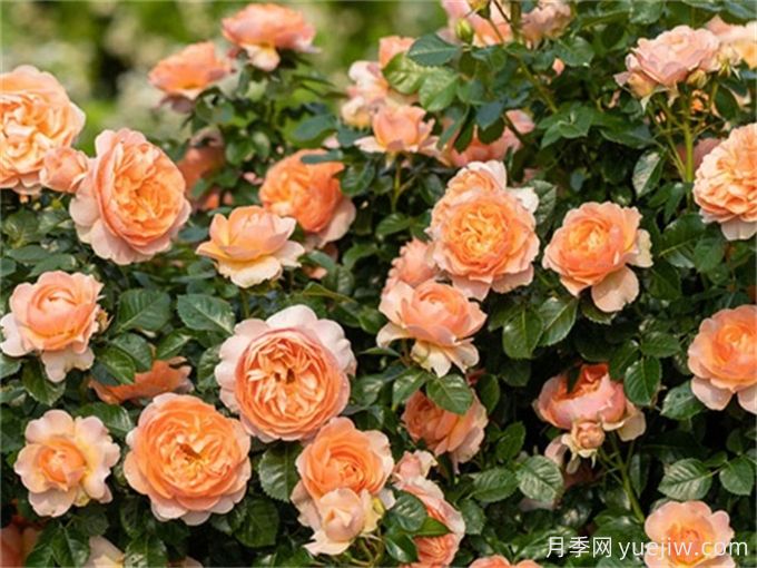 蕞适合阳台养的10种月季,开花超级多!(图5) 最适合阳台养的10种月季,开花超级多!(图5)