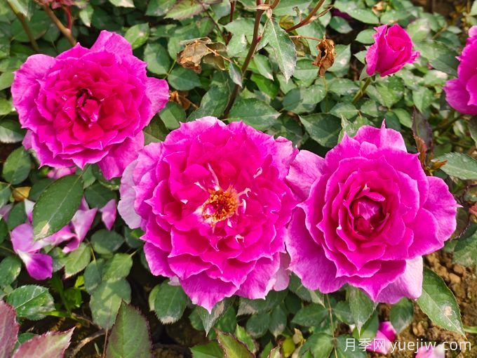 蕞适合阳台养的10种月季,开花超级多!(图7) 最适合阳台养的10种月季,开花超级多!(图7)