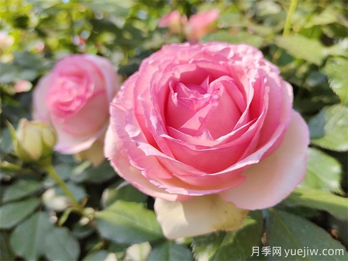 100个月季品种汇总，朋友你了解几个？(图12)