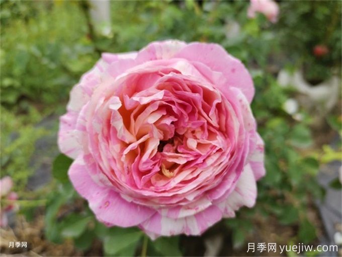 南阳月季的品种太多，应该如何选择呢？(图3)