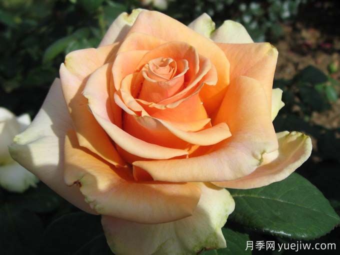 10种以人物命名的月季,每一种都能惊艳到你(图1) 10种以人物命名的月季,每一种都能惊艳到你(图1)