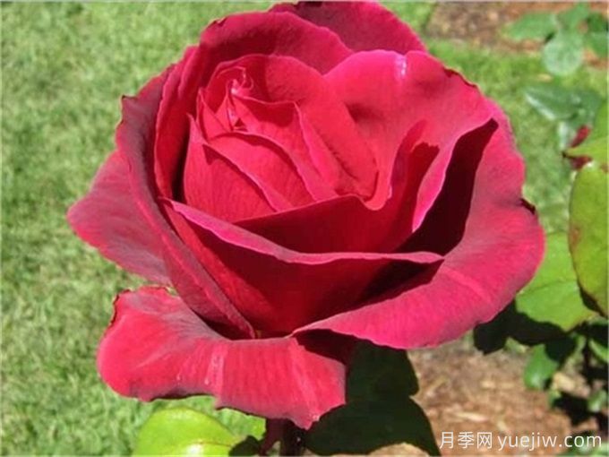 10种以人物命名的月季,每一种都能惊艳到你(图3) 10种以人物命名的月季,每一种都能惊艳到你(图3)