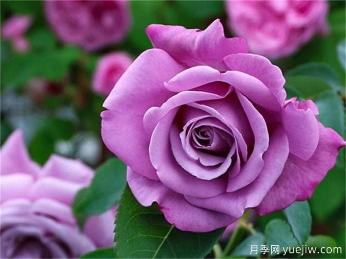 10种以人物命名的月季,每一种都能惊艳到你(图4) 10种以人物命名的月季,每一种都能惊艳到你(图4)