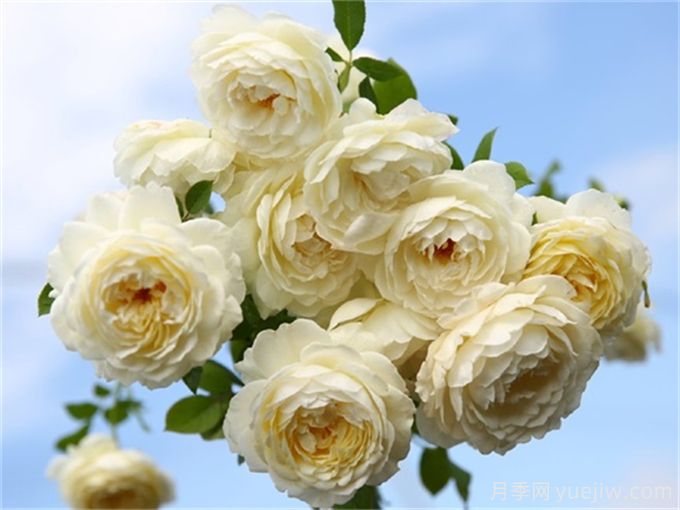 10种以人物命名的月季,每一种都能惊艳到你(图5) 10种以人物命名的月季,每一种都能惊艳到你(图5)