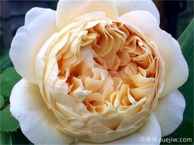 10种以人物命名的月季,每一种都能惊艳到你(图6) 10种以人物命名的月季,每一种都能惊艳到你(图6)