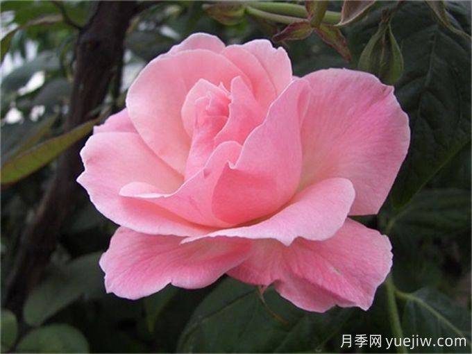 10种以人物命名的月季,每一种都能惊艳到你(图7) 10种以人物命名的月季,每一种都能惊艳到你(图7)