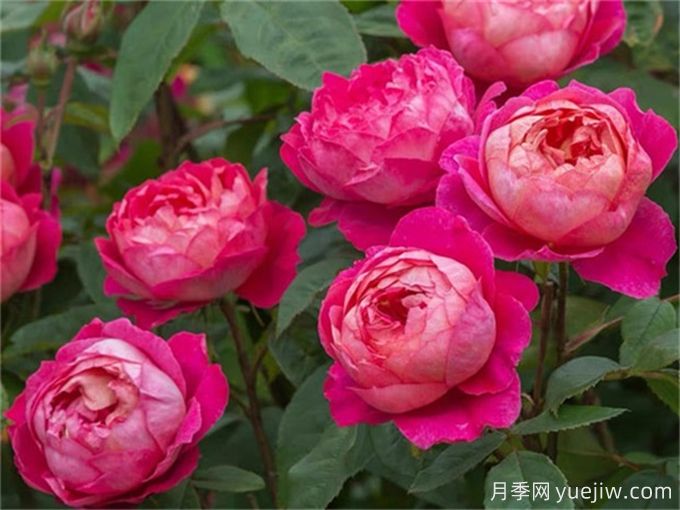 10种以人物命名的月季,每一种都能惊艳到你(图8) 10种以人物命名的月季,每一种都能惊艳到你(图8)