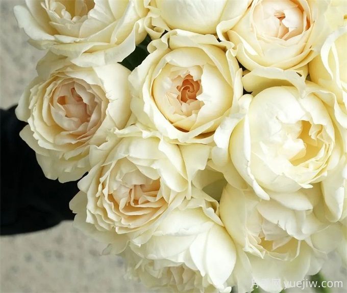 奶油伊芙月季,可爱的奶油色大包子(图1) 奶油伊芙月季,可爱的奶油色大包子(图1)