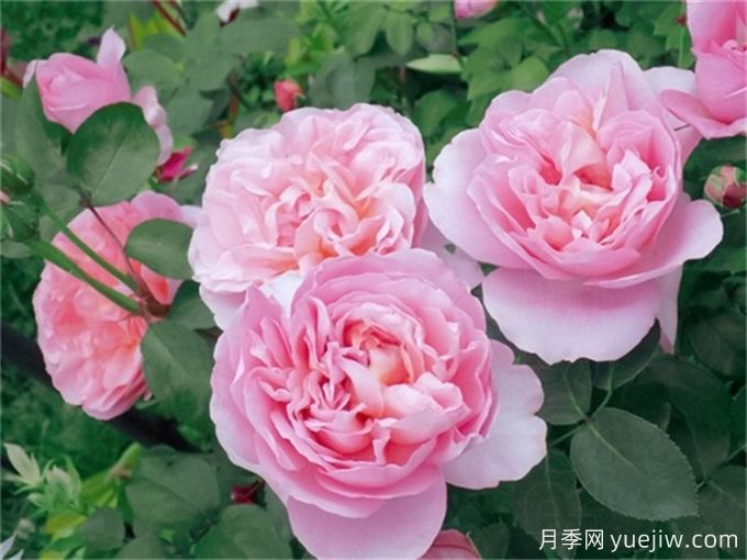 蕞懂女人的月季品种—舍农索城堡的女人(图1) 舍农索城堡的女人月季,爱上她理由很多(图1)