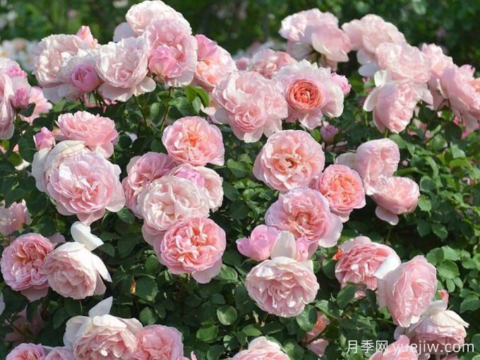 舍农索城堡的女人月季,爱上她理由很多(图2) 舍农索城堡的女人月季,爱上她理由很多(图2)