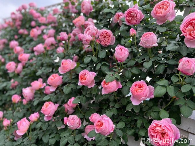 舍农索城堡的女人月季,爱上她理由很多(图3) 舍农索城堡的女人月季,爱上她理由很多(图3)