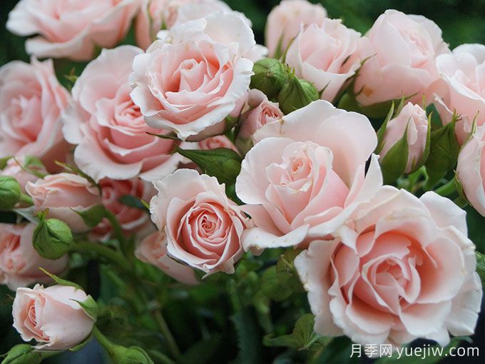 粉色玛祖利卡月季/粉红马约利卡月季(图2)