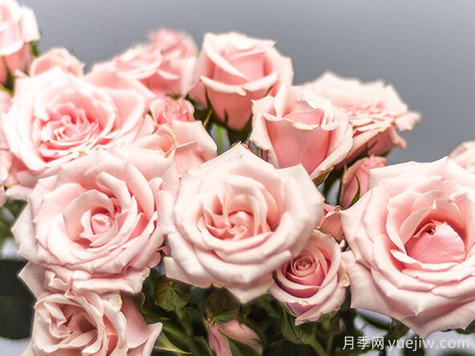 粉色玛祖利卡月季/粉红马约利卡月季(图3)