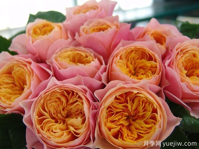 温柔珊瑚心月季/呼呼塞拉/乌乌祖拉(图2)